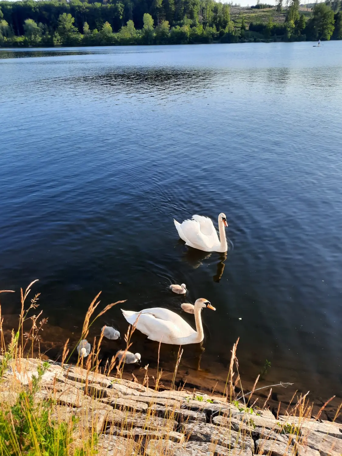 Strandwiese mit Blick auf den Möhnesee und den Arnsberger Wald vom Strandhof Möhnesee